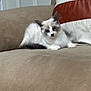 kitten, cat, pet, feline, animal, couch, furniture, indoor, cute, fluffy, resting, white, gray, young, small, domestic, cozy, pillow, relaxed, curious