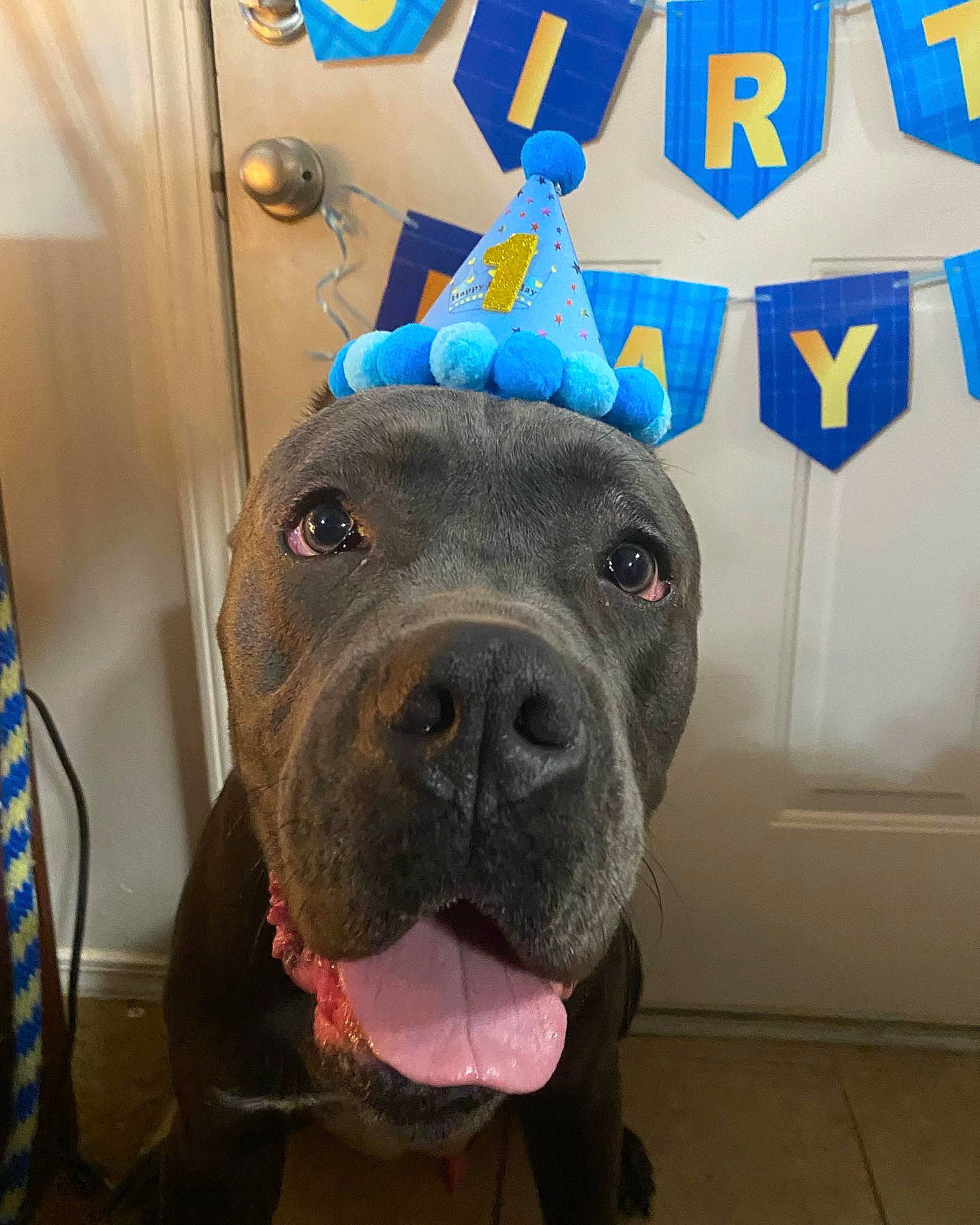 Kratos joined the competition — help win amazing prizes! blue, canidae, carnivore, collar, companion_dog, dog, dog_breed, dog_collar, electric_blue, fawn, flooring, fur, metal, molosser, snout, sporting_group, whiskers, window, working_animal, working_dog