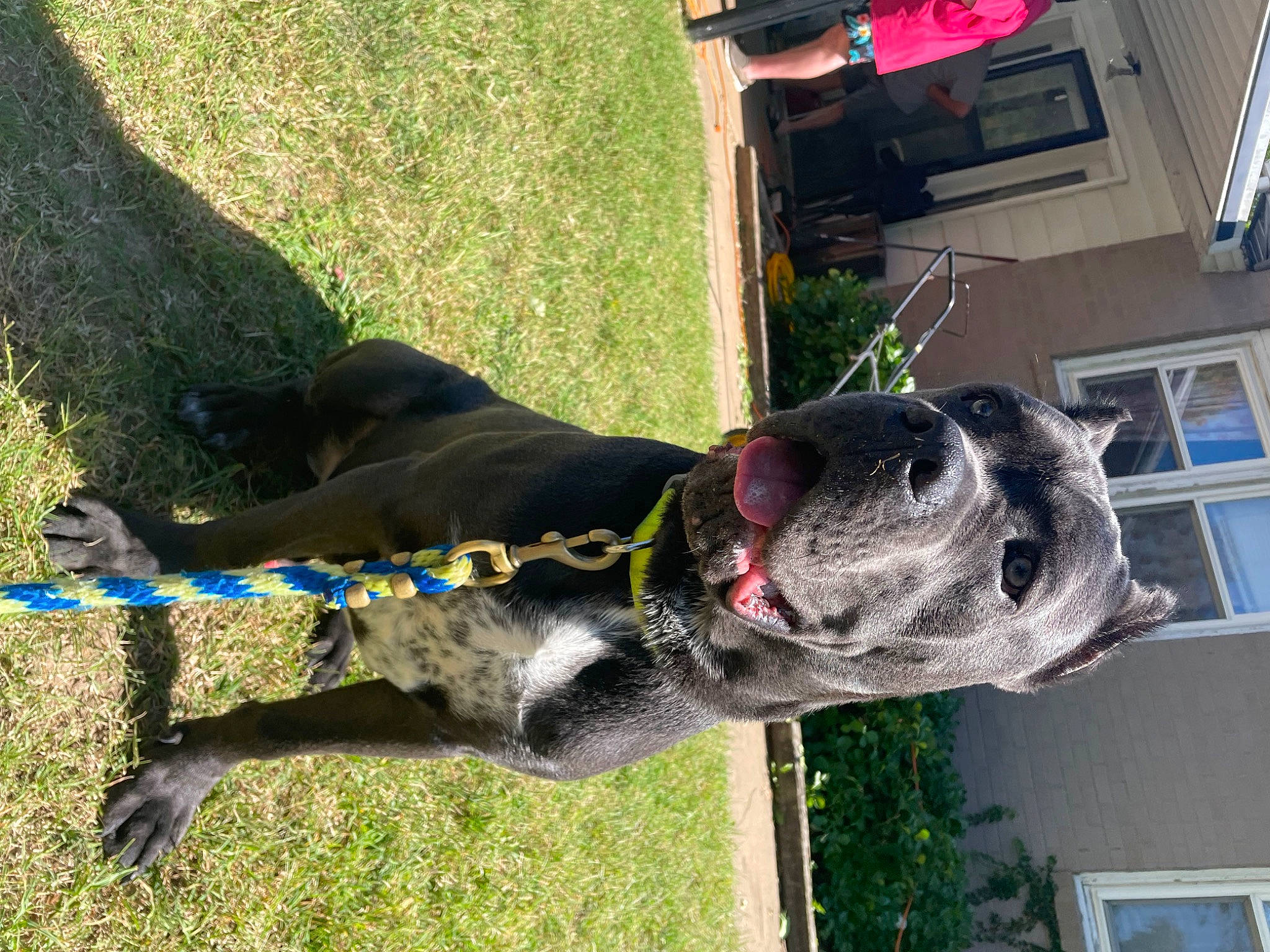 Kratos joined the competition — help win amazing prizes! canidae, carnivore, collar, companion_dog, dog, dog_breed, dog_collar, dog_supply, fawn, grass, liver, mammal, pet_supply, plant, snout, sporting_group, tail, vertebrate, window, working_animal