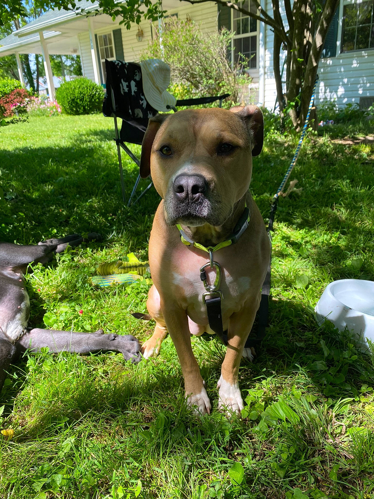 Arya is registered to the contest to win money with this photo: canidae, carnivore, collar, companion_dog, dog, dog_breed, dog_collar, fawn, grass, groundcover, lawn, pet_supply, plant, snout, sporting_group, tail, tree, whiskers, working_animal, working_dog