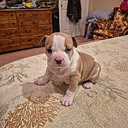 Bella is registered to the contest to win money with this photo: puppy, dog, bedspread, indoor, furniture, wooden_drawer, blanket, carpet, armchair, pattern, cute, animal, pet, young, wrinkles, small, brown, white, floor, cozy
