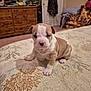 puppy, dog, bedspread, indoor, furniture, wooden_drawer, blanket, carpet, armchair, pattern, cute, animal, pet, young, wrinkles, small, brown, white, floor, cozy