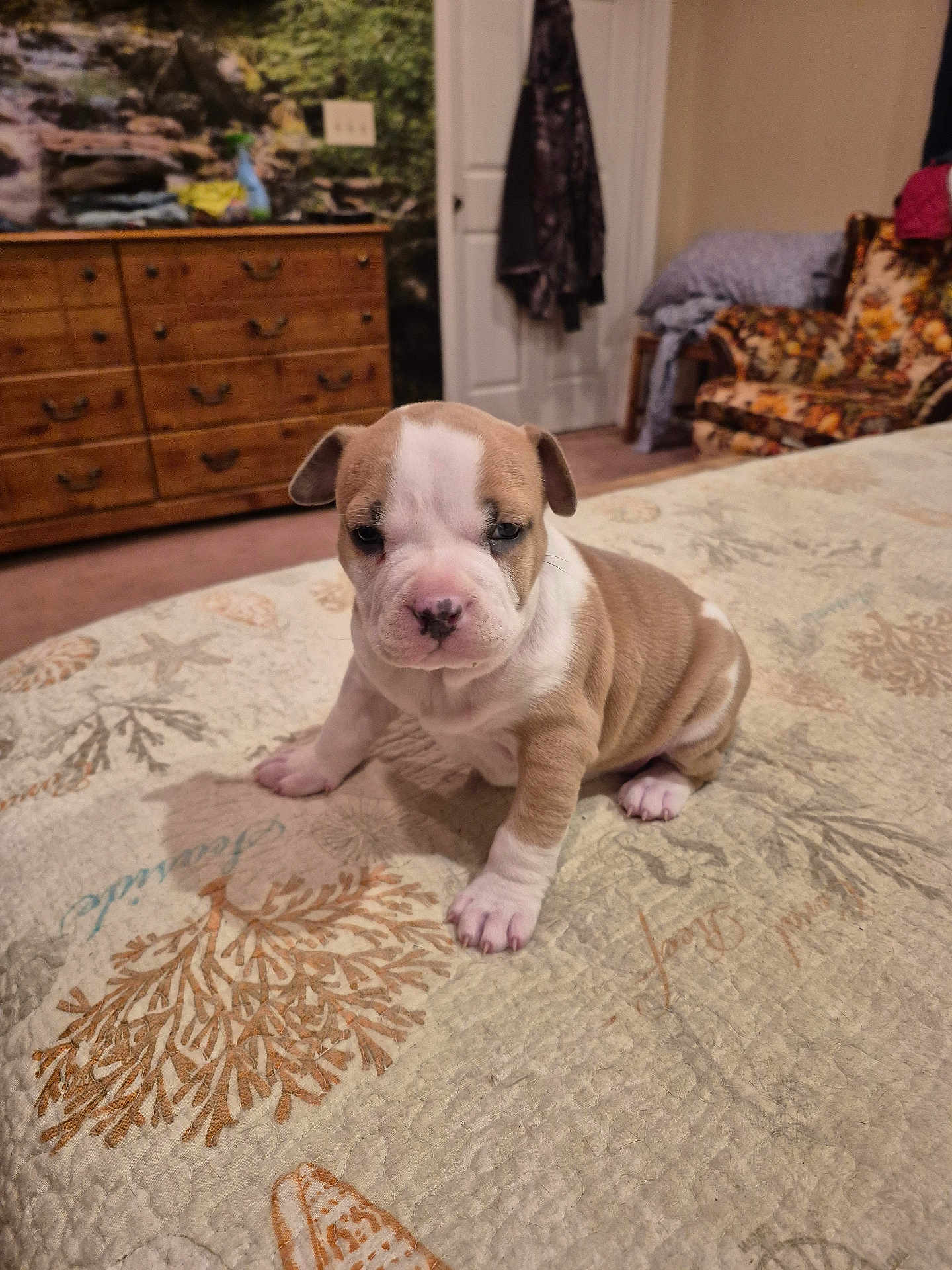 Bella