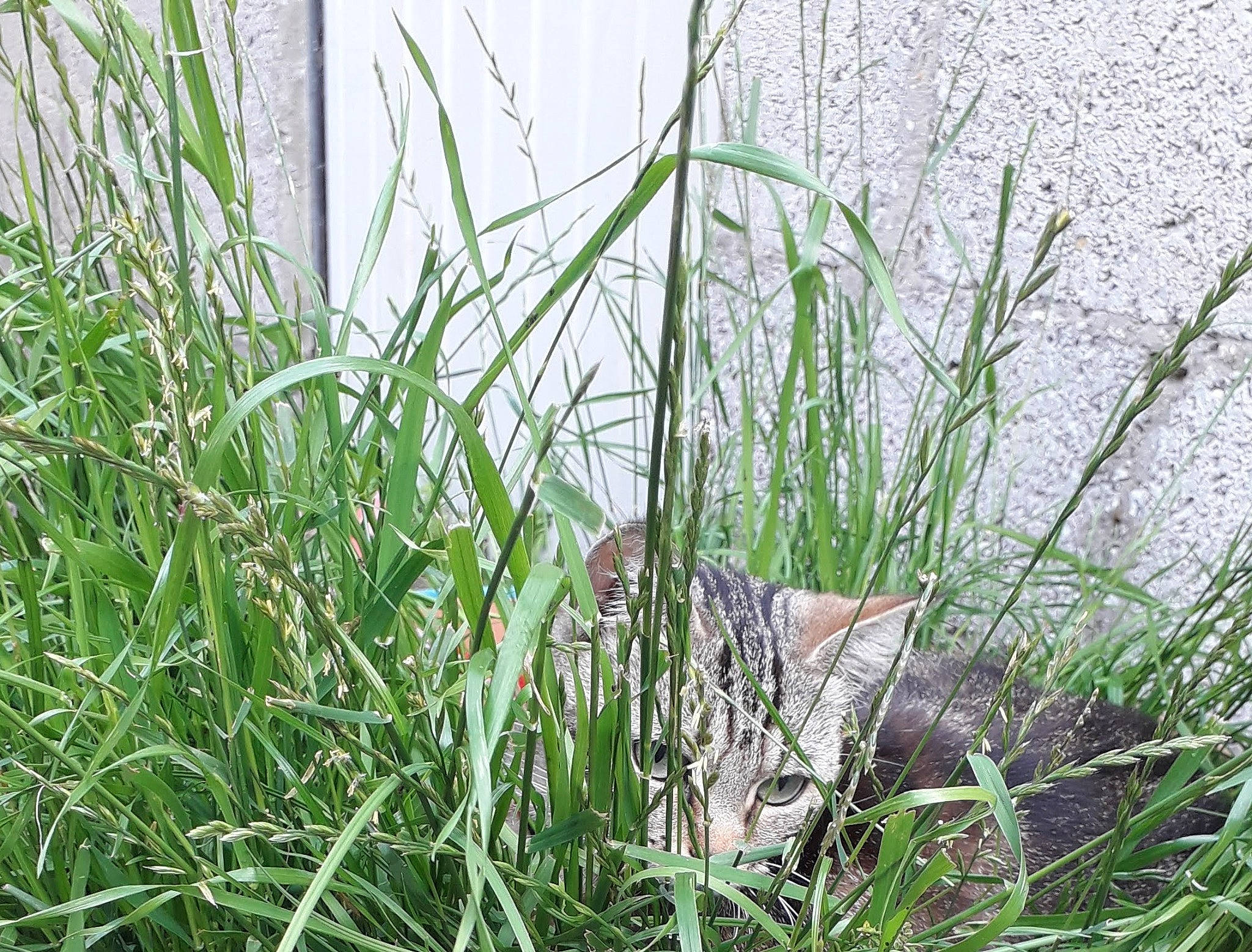 Minette a rejoint le concours — aidez-le/la à gagner de superbes lots ! agriculture, aquatic_plant, crop, fen, flowering_plant, freshwater_marsh, grass, grass_family, grassland, groundcover, herb, herbaceous_plant, hierochloe, plant, plant_stem, prairie, sedge_family, terrestrial_animal, terrestrial_plant, wetland