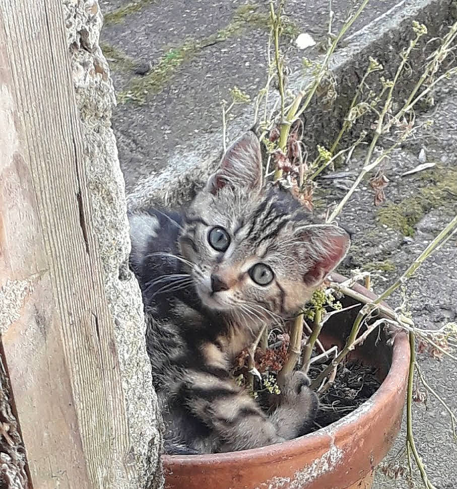 Minette participe au concours pour gagner de l'argent avec cette photo : automotive_tire, carnivore, cat, domestic_short_haired_cat, felidae, flowerpot, fur, grass, houseplant, plant, small_to_medium_sized_cats, snout, tail, terrestrial_animal, terrestrial_plant, tree, trunk, twig, whiskers, wood