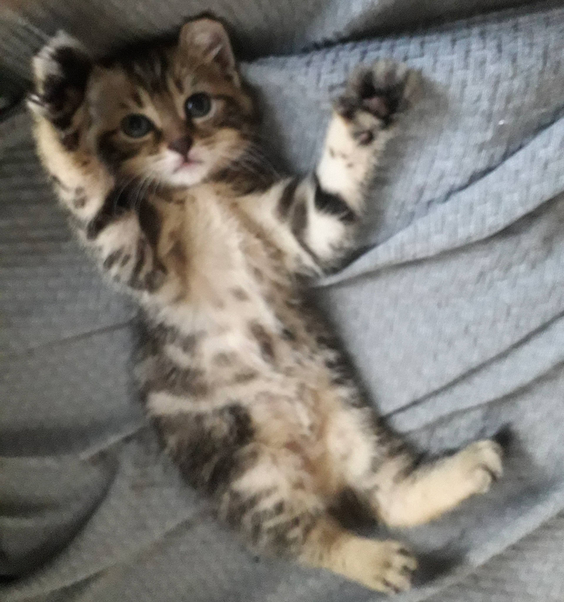 Minette a rejoint le concours — aidez-le/la à gagner de superbes lots ! cat, claw, comfort, domestic_short_haired_cat, felidae, fur, linens, nap, paw, small_to_medium_sized_cats, tail, terrestrial_animal, whiskers, wildlife