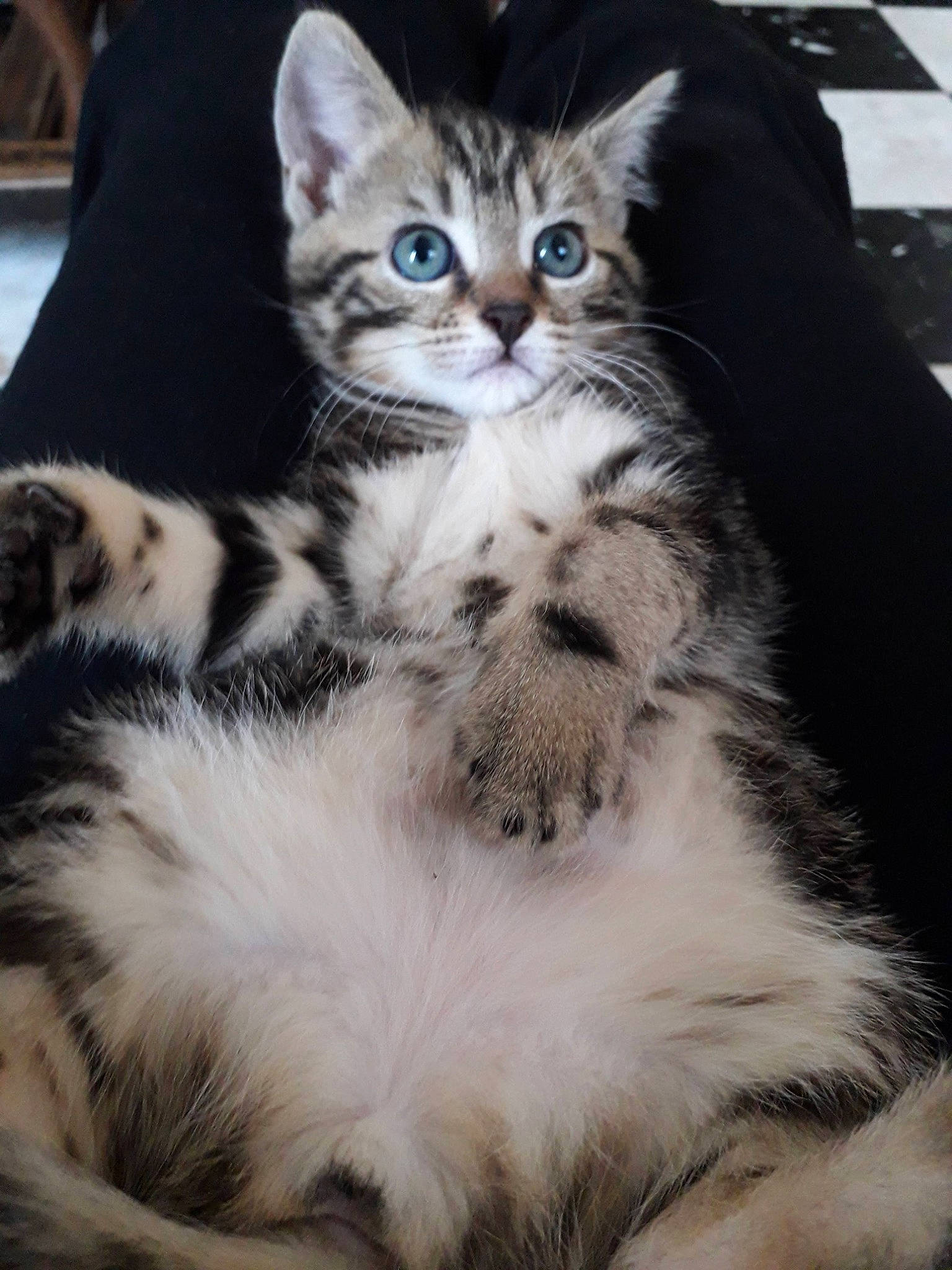 Minette a rejoint le concours — aidez-le/la à gagner de superbes lots ! carnivore, cat, claw, comfort, domestic_short_haired_cat, felidae, foot, fur, paw, sitting, small_to_medium_sized_cats, snout, tail, terrestrial_animal, whiskers