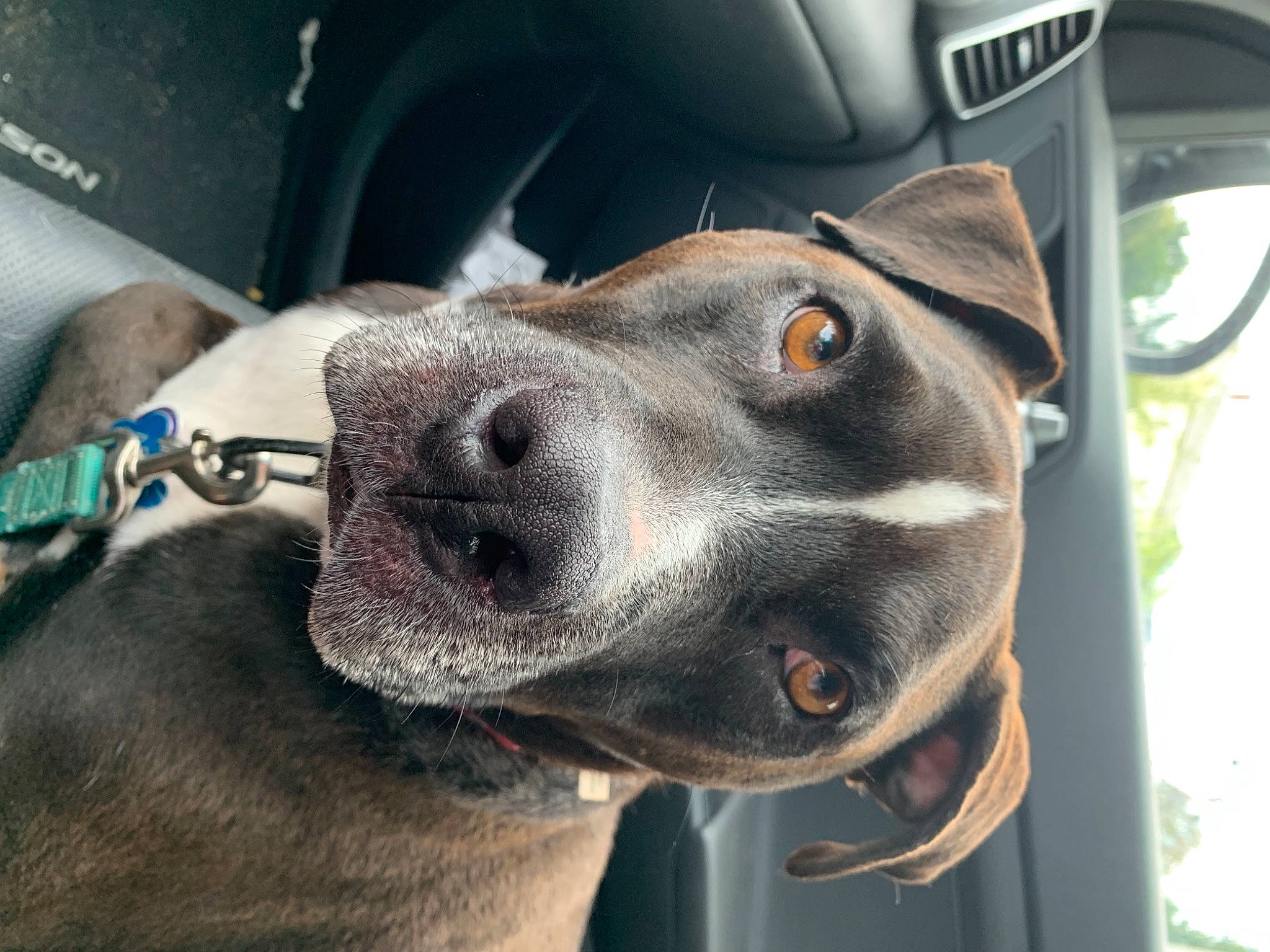 Arnie is registered to the contest to win money with this photo: automotive_lighting, automotive_tire, car, carnivore, collar, companion_dog, dog, dog_breed, dog_collar, ear, fawn, fur, jaw, pet_supply, snout, sporting_group, vehicle, vehicle_door, whiskers, working_animal