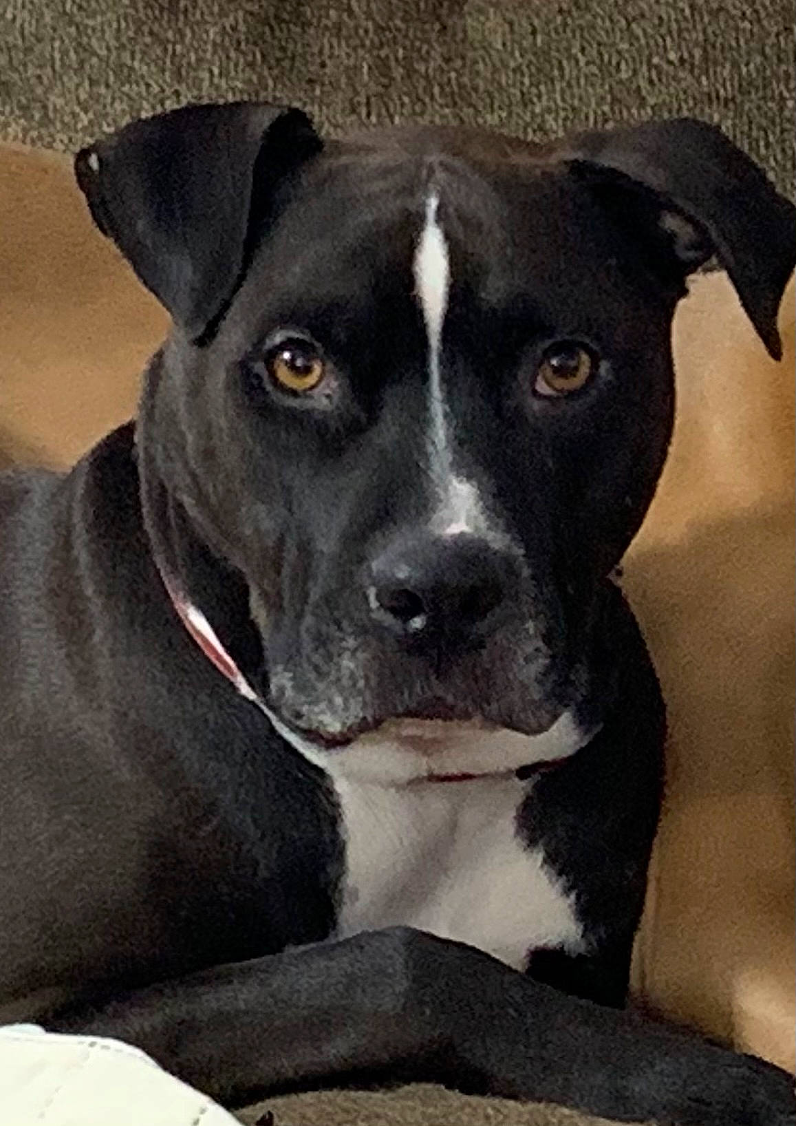 Arnie is registered to the contest to win money with this photo: borador, canidae, carnivore, collar, companion_dog, dog, dog_breed, fawn, non_sporting_group, pet_supply, snout, sporting_group, terrestrial_animal, whiskers, working_animal, working_dog