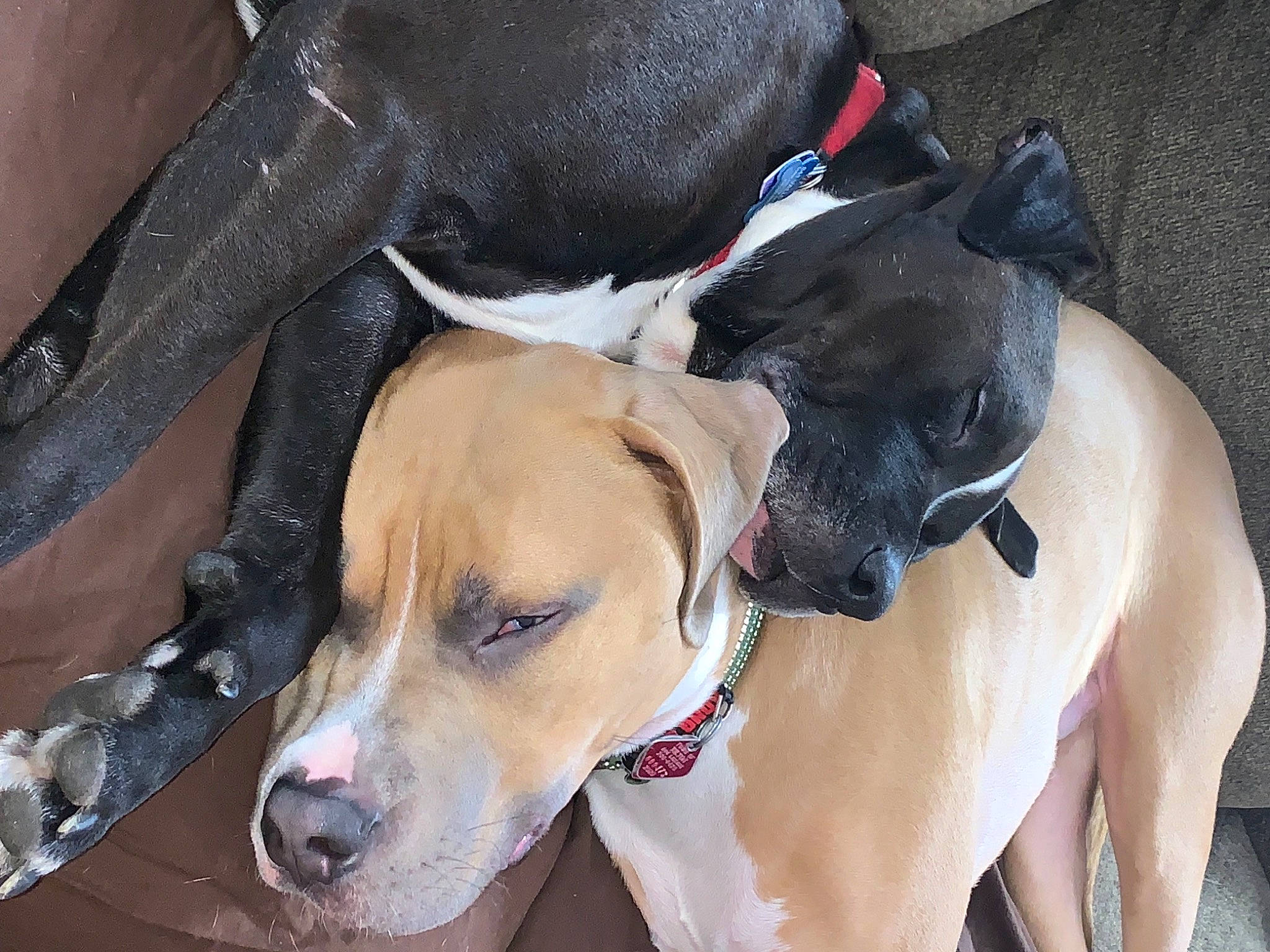 Arnie joined the competition — help win amazing prizes! canidae, carnivore, collar, companion_dog, dog, dog_breed, dog_collar, dog_supply, fawn, fur, giant_dog_breed, guard_dog, leash, non_sporting_group, pet_supply, snout, sporting_group, whiskers, working_animal, working_dog