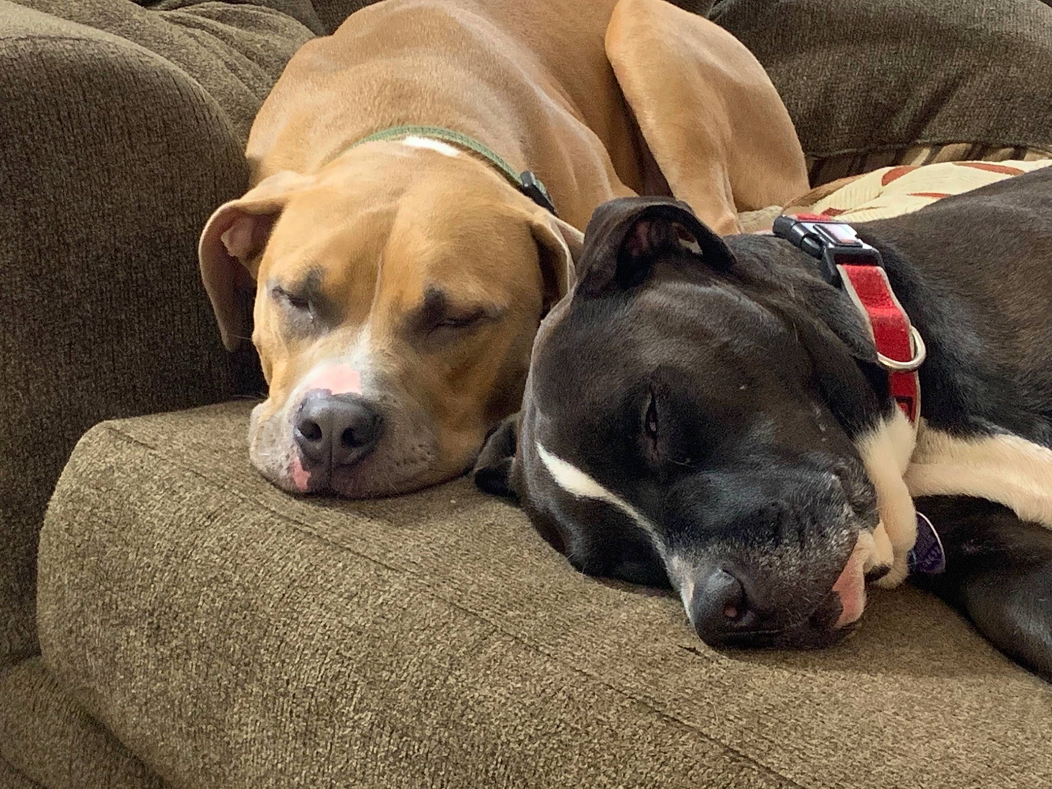 Arnie joined the competition — help win amazing prizes! canidae, carnivore, collar, comfort, companion_dog, dog, dog_breed, dog_supply, fawn, fur, guard_dog, linens, nap, non_sporting_group, paw, pet_supply, snout, sporting_group, whiskers, working_animal