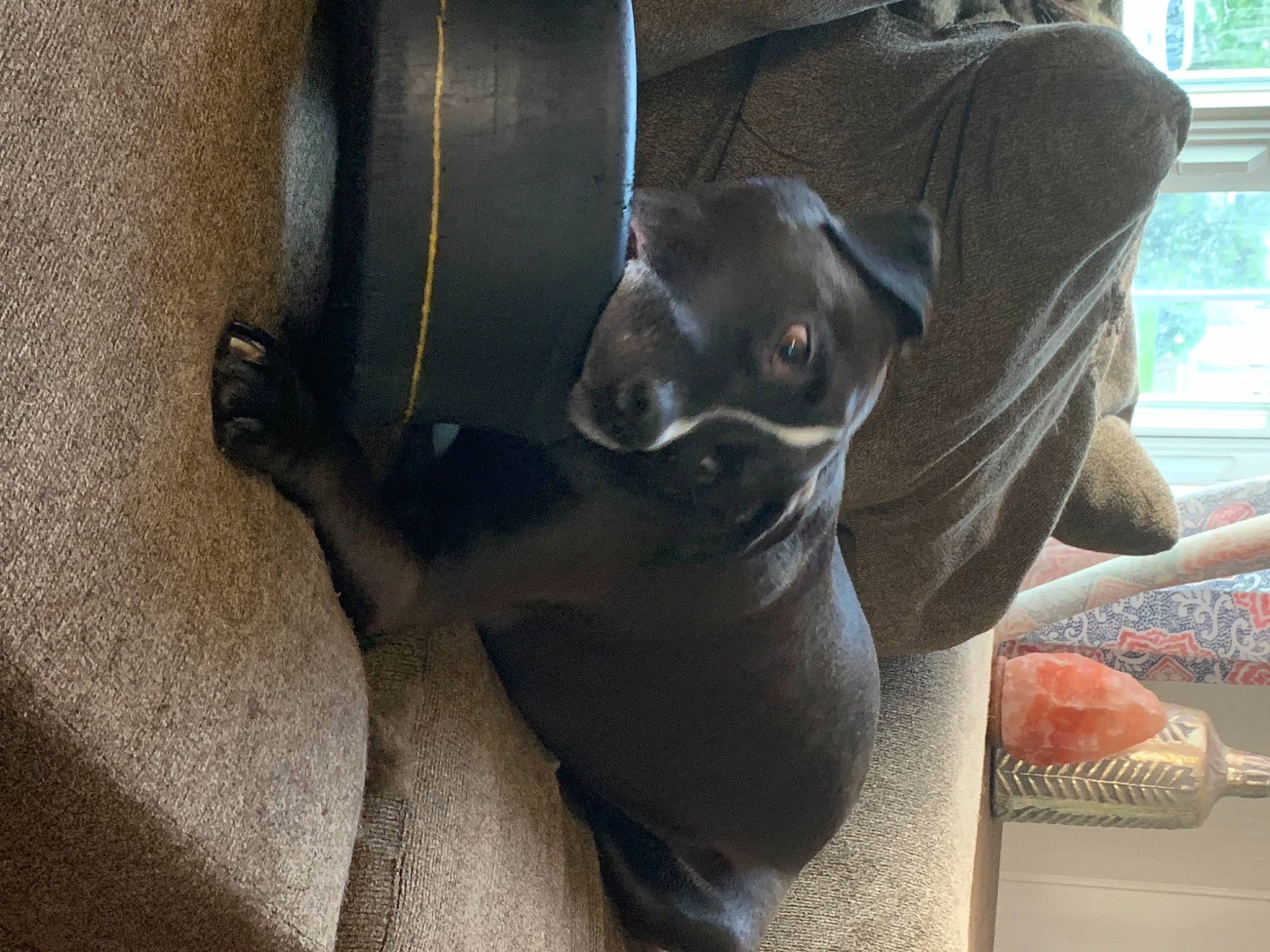 Arnie joined the competition — help win amazing prizes! canidae, car_seat, carnivore, comfort, companion_dog, dog, dog_breed, ear, fawn, fur, grey, guard_dog, liver, non_sporting_group, sitting, sporting_group, terrestrial_animal, toy_dog, whiskers, working_animal