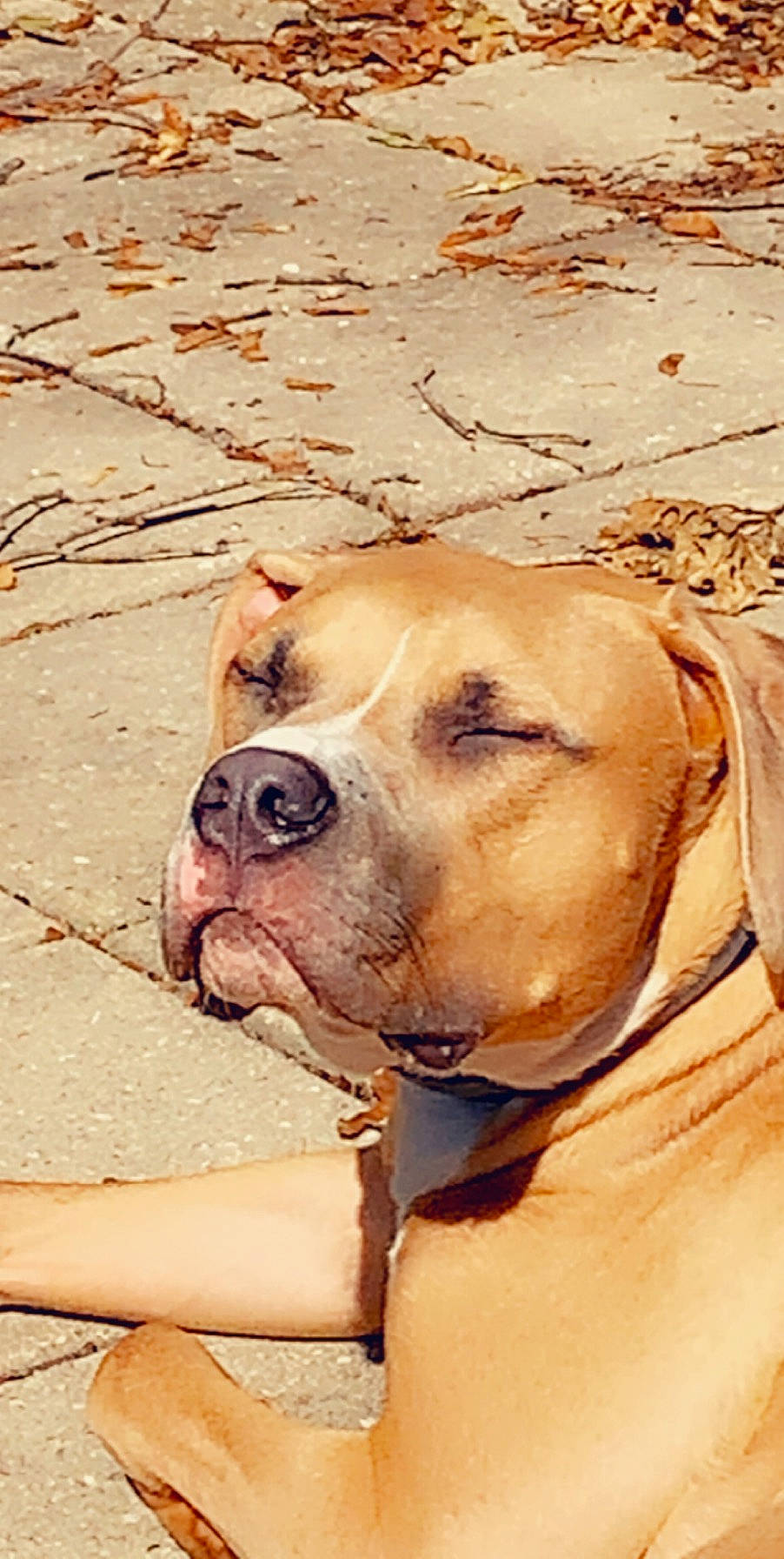 Marine joined the competition — help win amazing prizes! ball, carnivore, collar, companion_dog, dog, dog_breed, dog_collar, fawn, leash, liver, mammal, molosser, pet_supply, sand, snout, vertebrate, whiskers, wood, working_animal, wrinkle