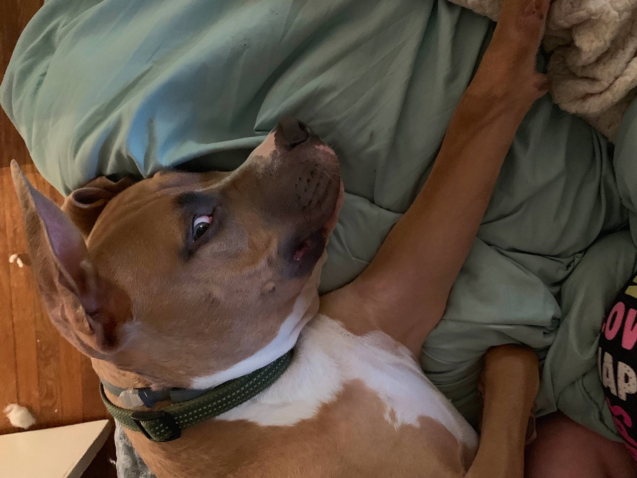 Marine is registered to the contest to win money with this photo: canidae, carnivore, collar, comfort, companion_dog, dog, dog_breed, dog_collar, ear, elbow, fawn, jaw, liver, pet_supply, snout, sporting_group, t_shirt, vertebrate, whiskers, working_animal