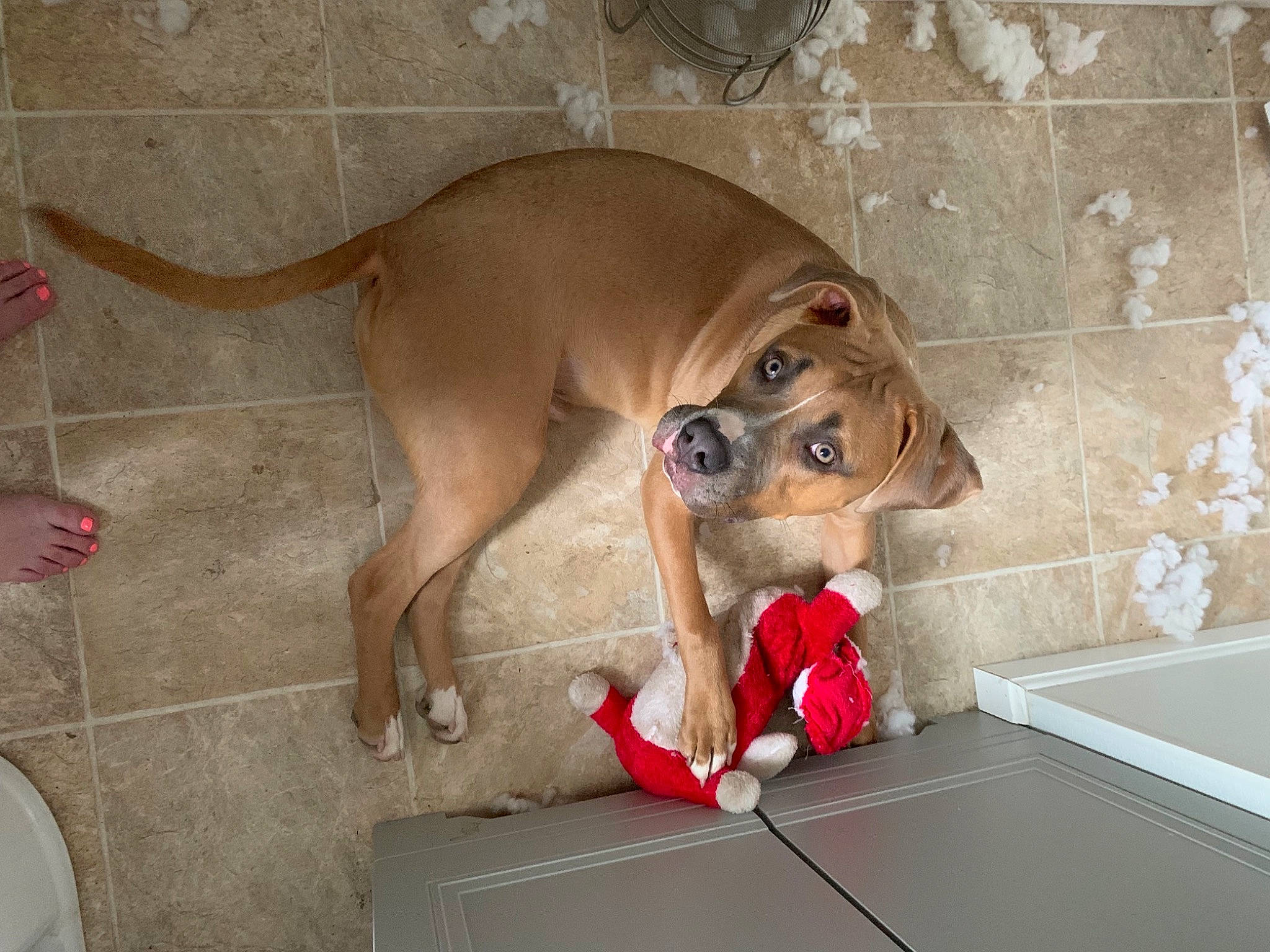 Marine joined the competition — help win amazing prizes! canidae, carnivore, collar, companion_dog, dog, dog_breed, dog_supply, fawn, flooring, hardwood, liver, paw, pet_supply, snout, sporting_group, tail, working_animal