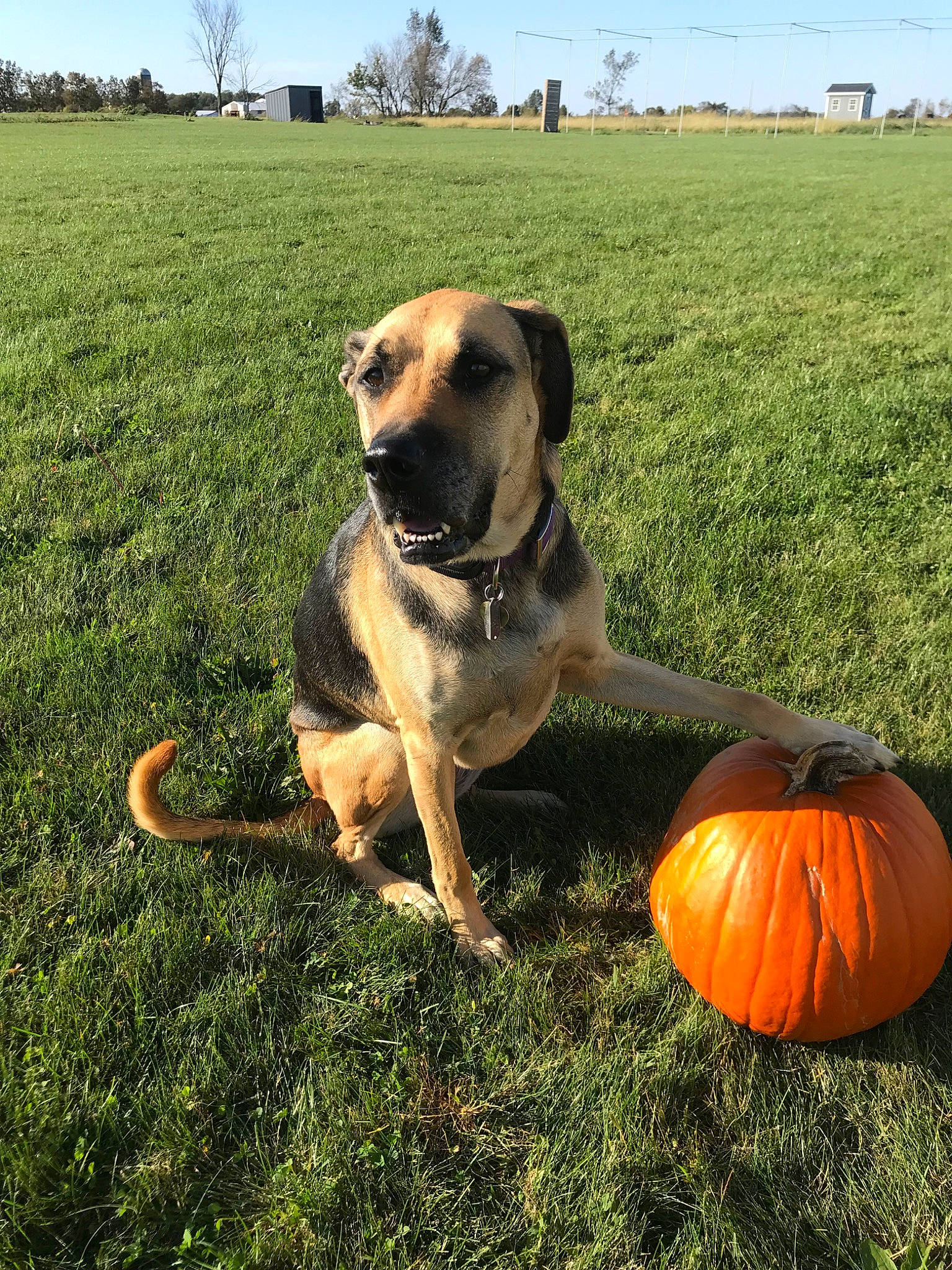 Lakota is registered to the contest to win money with this photo: black_mouth_cur, boerboel, broholmer, bullmastiff, canidae, carnivore, dog, dog_breed, fawn, grass, guard_dog, mammal, plant, puggle, pumpkin, rhodesian_ridgeback, snout, sporting_group, vertebrate, working_dog