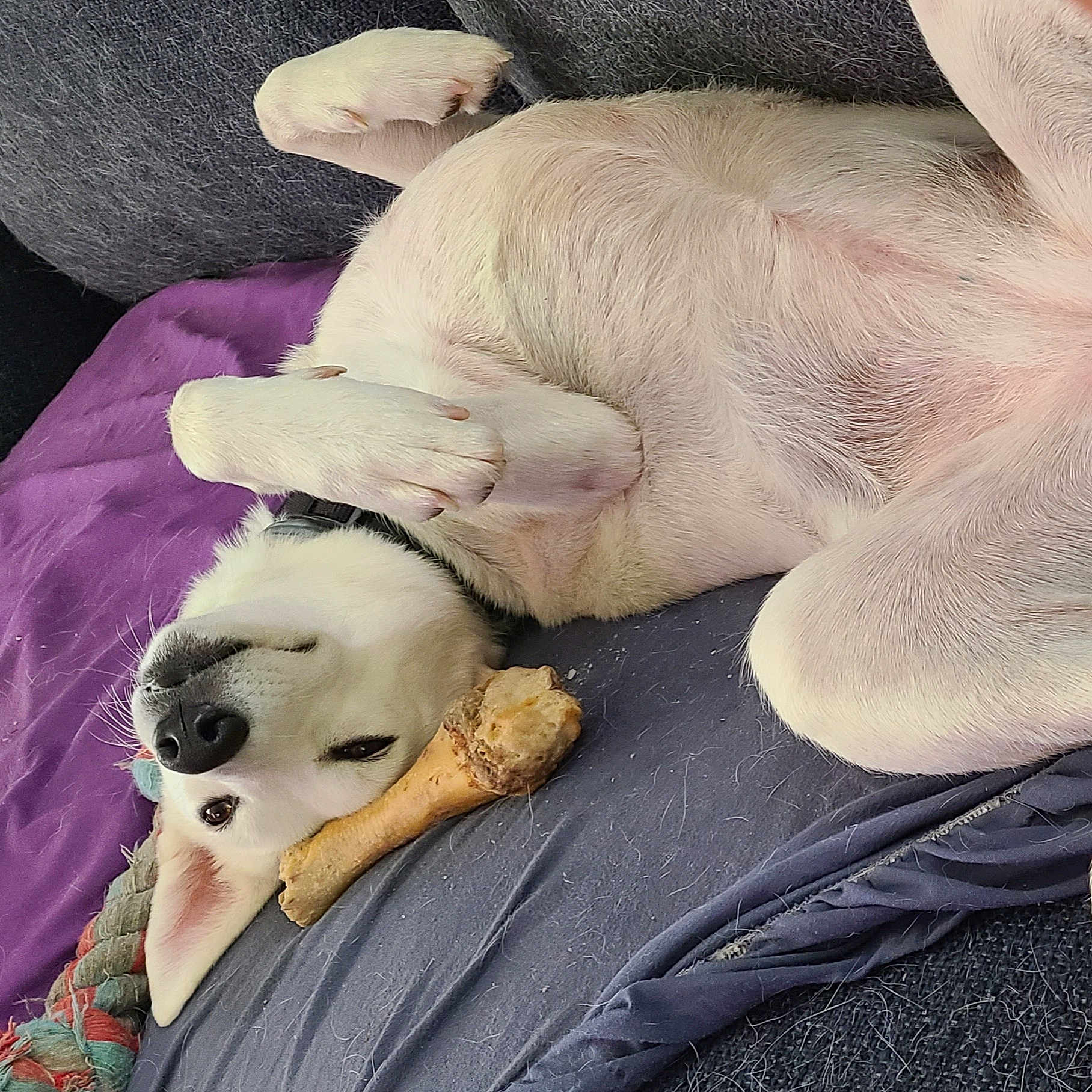 Luna joined the competition — help win amazing prizes! animal, blanket, bone, canine, collar, comfort, couch, cute, dog, domestic_animal, fur, indoor, lying_down, paw, pet, relaxed, resting, sleepy, snuggle, white_dog