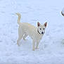 Luna joined the competition — help win amazing prizes! alert, animal, background, canine, cold, collar, daytime, dog, ears, fur, nature, outdoor, pet, quiet, snow, standing, tail, white, winter, yard