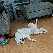 Luna is registered to the contest to win money with this photo: books, canine, cute, dog, domestic_animal, floor, furniture, home, indoor, living_room, lying_down, ottoman, pet, playful, relaxed, resting, shelf, toy, white_dog, wooden_floor