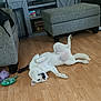 books, canine, cute, dog, domestic_animal, floor, furniture, home, indoor, living_room, lying_down, ottoman, pet, playful, relaxed, resting, shelf, toy, white_dog, wooden_floor