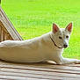 Luna is registered to the contest to win money with this photo: animal, backyard, calm, canine, collar, daylight, dog, domestic_animal, ears, grass, looking, lying_down, nature, outdoor, pet, quiet, relaxed, side_view, white_dog, wooden_deck