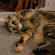 Tj joined the competition — help win amazing prizes! cat, tabby, feline, pet, animal, fur, striped_fur, whiskers, eyes, paws, belly, lying_down, couch, indoor, home, living_room, wooden_chairs, blanket, cozy, portrait