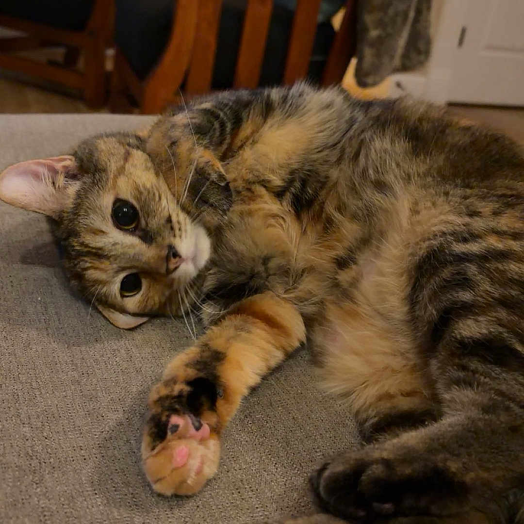 Tj joined the competition — help win amazing prizes! cat, tabby, feline, pet, animal, fur, striped_fur, whiskers, eyes, paws, belly, lying_down, couch, indoor, home, living_room, wooden_chairs, blanket, cozy, portrait