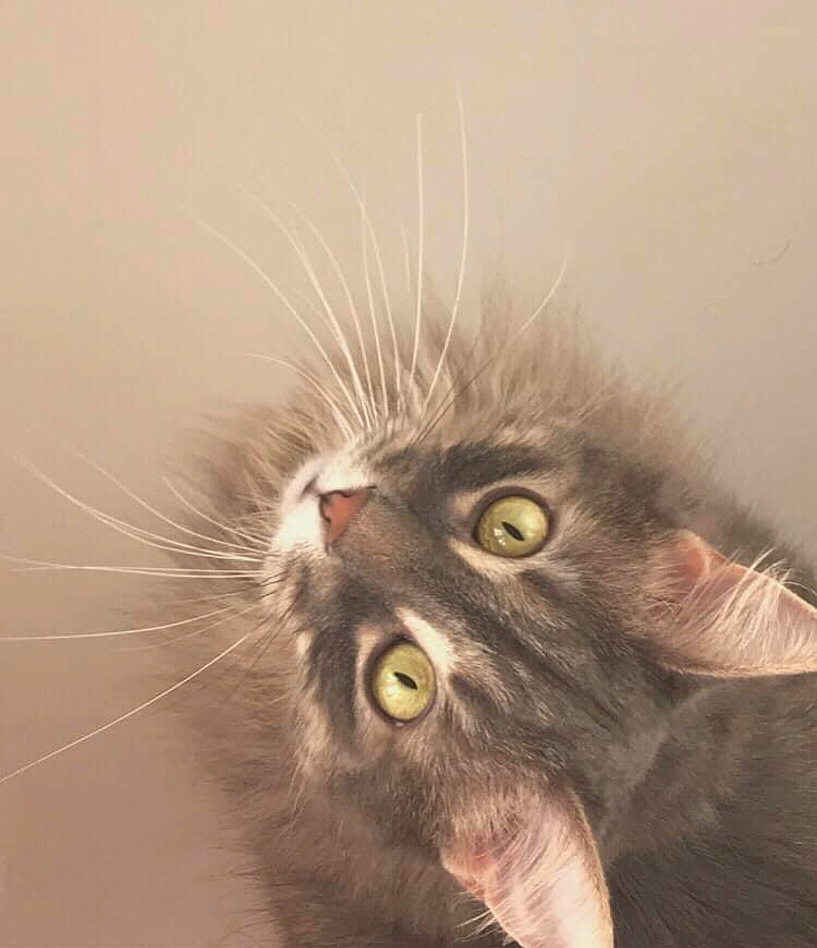 Lance is registered to the contest to win money with this photo: black_cat, carnivore, cat, claw, domestic_short_haired_cat, ear, eye, felidae, fur, paw, plant, small_to_medium_sized_cats, snout, terrestrial_animal, whiskers, wildlife