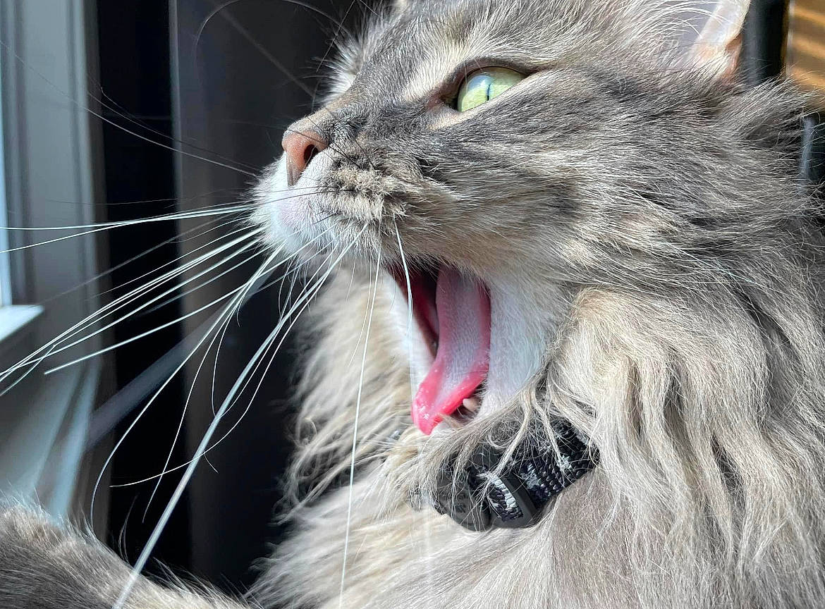 Lance joined the competition — help win amazing prizes! carnivore, cat, claw, close_up, domestic_short_haired_cat, fang, felidae, fur, jaw, paw, roar, shout, small_to_medium_sized_cats, snout, terrestrial_animal, tooth, whiskers, window, yawn