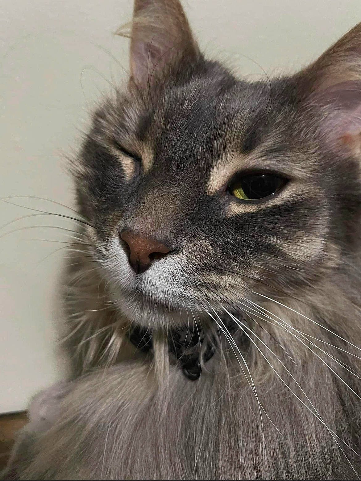 Lance is registered to the contest to win money with this photo: british_longhair, carnivore, cat, domestic_short_haired_cat, felidae, fur, grey, small_to_medium_sized_cats, snout, terrestrial_animal, whiskers