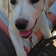 Macey is registered to the contest to win money with this photo: animal, canine, chair, closeup, cushion, dog, domestic_animal, happy, labrador_retriever, leash, outdoor, pet, portrait, puppy, smiling, sunlight, tongue_out, wooden_deck, yellow_dog, young_dog