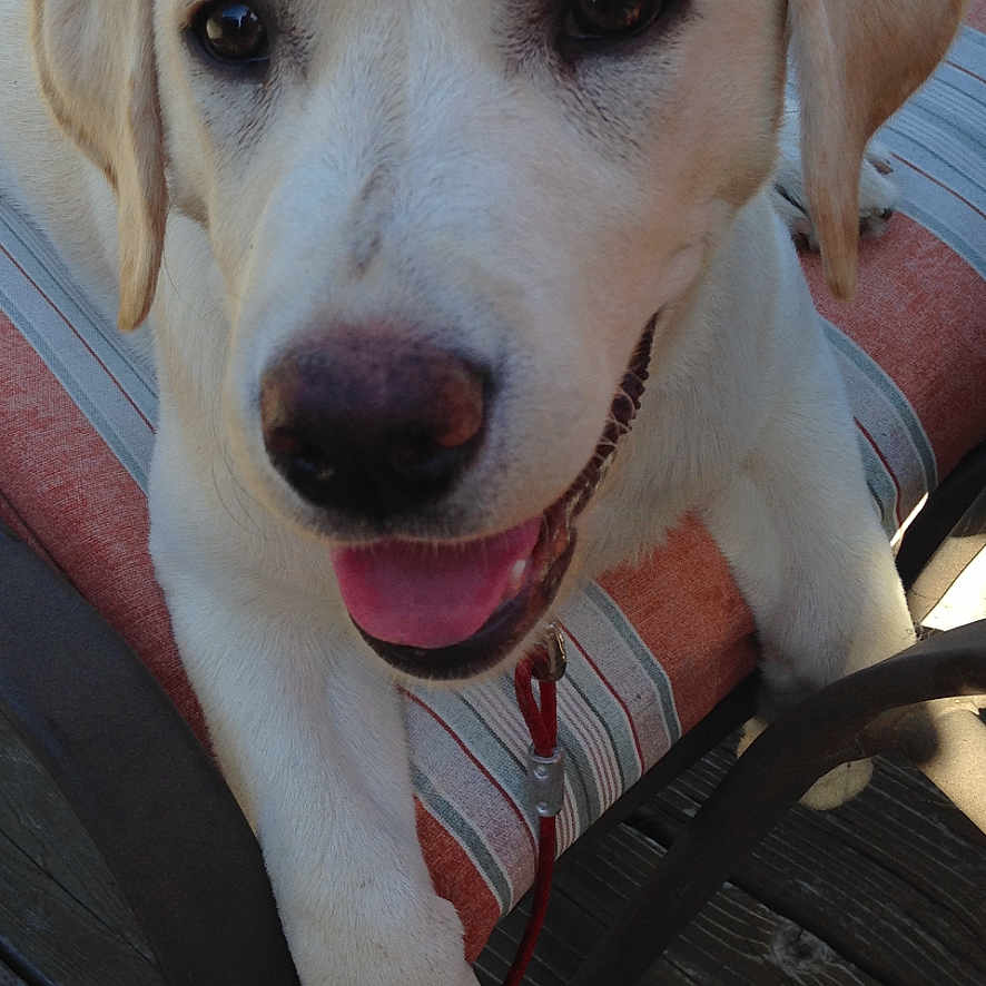 Macey