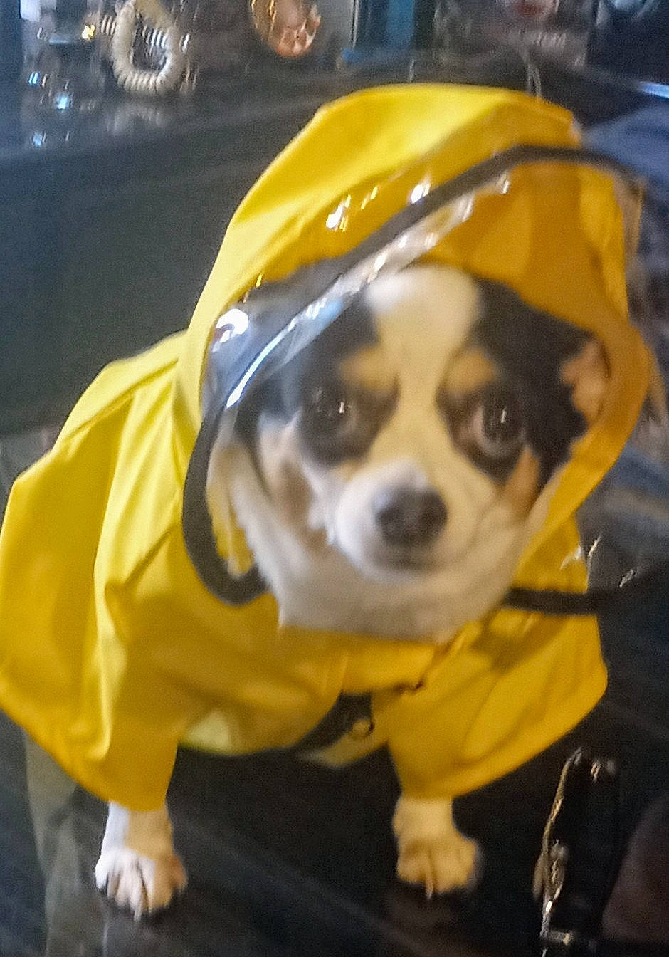 Bonita joined the competition — help win amazing prizes! beaglier, canidae, carnivore, companion_dog, conformation_show, costume, dog, dog_breed, dog_clothes, dog_supply, fashion_accessory, fawn, fur, hat, non_sporting_group, personal_protective_equipment, snout, sporting_group, toy_dog, working_animal