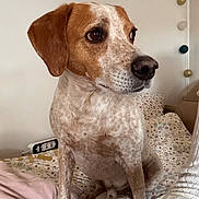 Neo participe au concours pour gagner de l'argent avec cette photo : dog, canine, pet, speckled_coat, brown_and_white, floppy_ears, dark_eyes, nose, sitting, portrait, indoor, bedroom, bed, floral_bedding, pillows, blanket, string_lights, home, cute, alert
