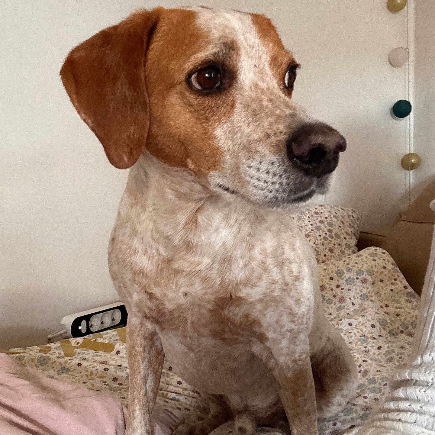 Neo participe au concours pour gagner de l'argent avec cette photo : dog, canine, pet, speckled_coat, brown_and_white, floppy_ears, dark_eyes, nose, sitting, portrait, indoor, bedroom, bed, floral_bedding, pillows, blanket, string_lights, home, cute, alert