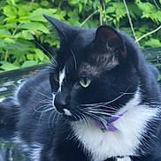 Bobby joined the competition — help win amazing prizes! cat, tuxedo_cat, black_and_white, green_eyes, whiskers, fluffy, fur, purple_collar, outdoor, garden, foliage, leaves, nature, portrait, close_up, sitting, lounging, pet, animal, peaceful