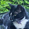 cat, tuxedo_cat, black_and_white, green_eyes, whiskers, fluffy, fur, purple_collar, outdoor, garden, foliage, leaves, nature, portrait, close_up, sitting, lounging, pet, animal, peaceful