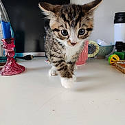 Haiku is registered to the contest to win money with this photo: kitten, tabby, cat, pet, curious, indoor, table, candle_holder, mug, bowl, toy, white_surface, closeup, young, small, feline, walking, household, domestic, cute