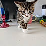 kitten, tabby, cat, pet, curious, indoor, table, candle_holder, mug, bowl, toy, white_surface, closeup, young, small, feline, walking, household, domestic, cute