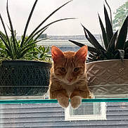 Dennis is registered to the contest to win money with this photo: animal, cat, curious, daylight, ears, feline, fur, glass_shelf, greenery, houseplant, indoor, looking, orange_cat, pet, plants, potted_plants, rainy_window, relaxed, whiskers, window