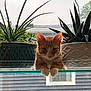 animal, cat, curious, daylight, ears, feline, fur, glass_shelf, greenery, houseplant, indoor, looking, orange_cat, pet, plants, potted_plants, rainy_window, relaxed, whiskers, window