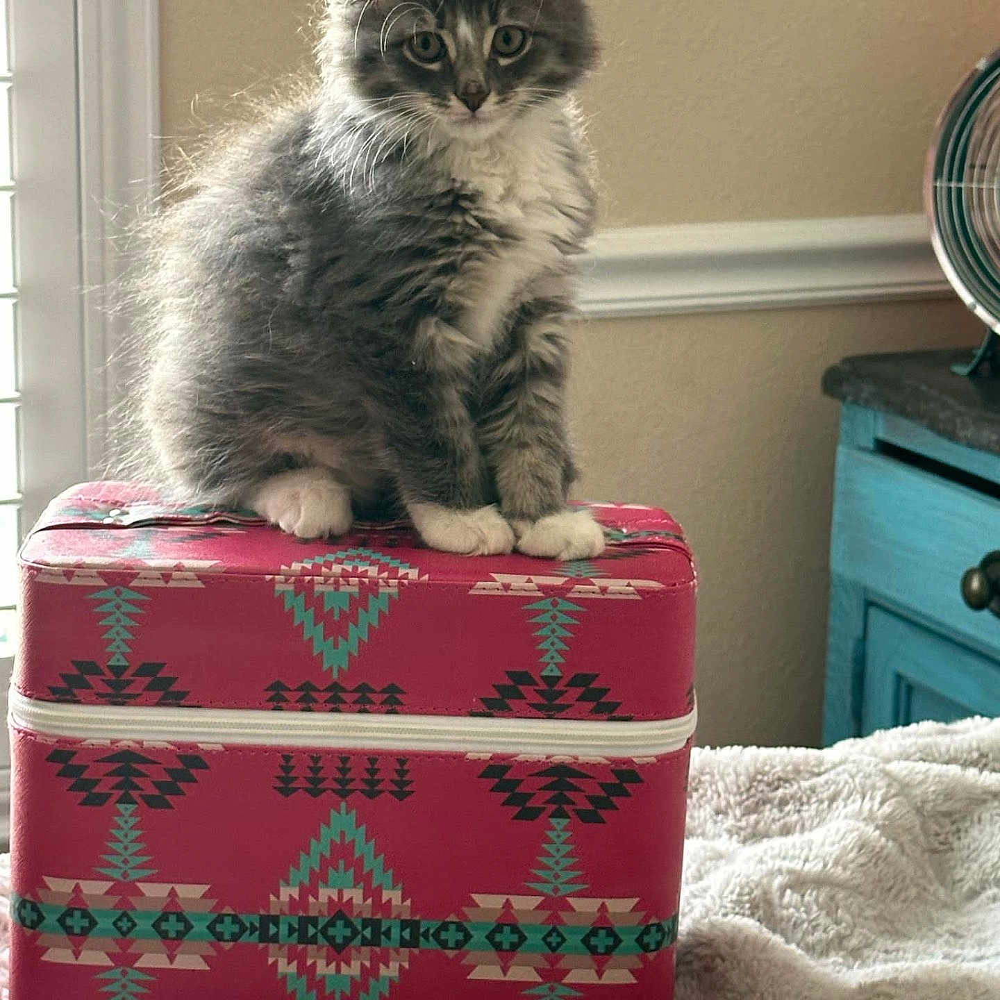 Ozzy is registered to the contest to win money with this photo: angora, animal, architecture, baggage, box, building, cat, cushion, furniture, homedecor, indoors, kitten, livingroom, manx, ottoman, pet, room, suitcase, turquoise