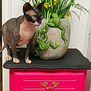 Daisy participe au concours pour gagner de l'argent avec cette photo : animal, artificial_frog, cabinet, cat, colorful, curious, decor, flower, frog_sculpture, furniture, green_plant, hairless_cat, indoor, ornament, pet, pink_cabinet, plant, sphynx_cat, stone_planter, yellow_flower