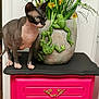 animal, artificial_frog, cabinet, cat, colorful, curious, decor, flower, frog_sculpture, furniture, green_plant, hairless_cat, indoor, ornament, pet, pink_cabinet, plant, sphynx_cat, stone_planter, yellow_flower