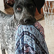 Kailhya a rejoint le concours — aidez-le/la à gagner de superbes lots ! dog, indoor, cloth, black_and_white, patterned, floor, staircase, plant_pot, wire_basket, pet, animal, curious, looking, ears, tile_floor, house, domestic, cute, young_dog, portrait