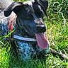 Kailhya a rejoint le concours — aidez-le/la à gagner de superbes lots ! dog, black_and_white, tongue_out, collar, grass, outdoor, pet, canine, sunlight, animal, nature, happy, playful, resting, fur, ears, closeup, summer, daytime, cute