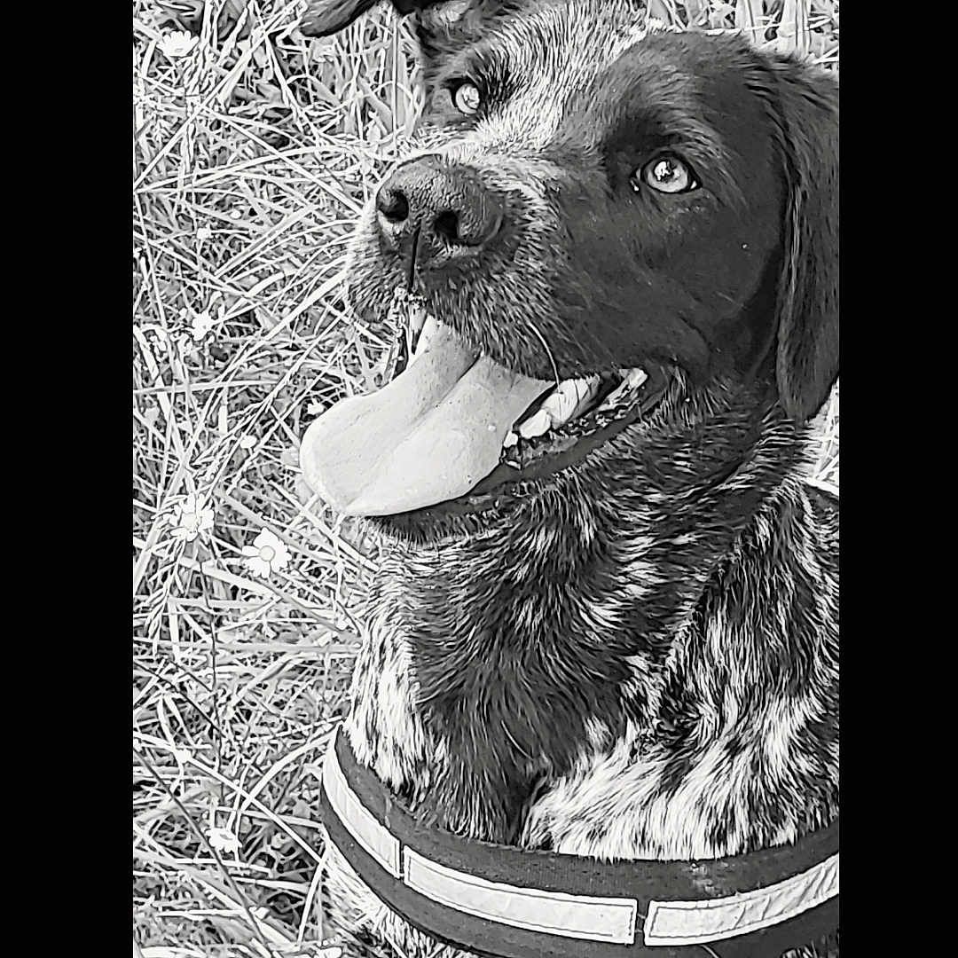 Kailhya participe au concours pour gagner de l'argent avec cette photo : dog, animal, pet, grass, flowers, happy, tongue_out, outdoor, nature, black_and_white, canine, fur, harness, looking_up, portrait, sitting, friendly, playful, close_up, summer