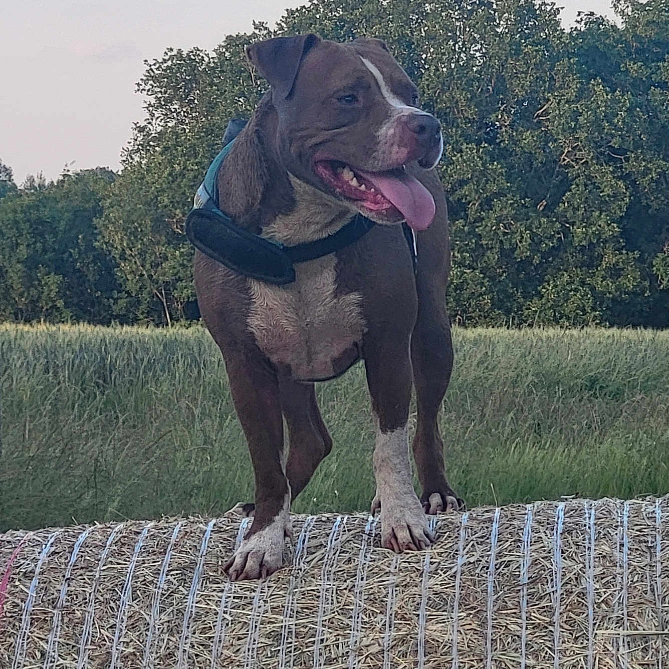 Marley