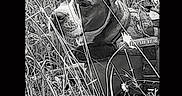Marley participe au concours pour gagner de l'argent avec cette photo : dog, grass, wildflowers, nature, outdoor, animal, pet, black_and_white, sketch_effect, harness, quiet, calm, sitting, portrait, flora, field, closeup, canine, fur, profile