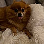 Gunnar joined the competition — help win amazing prizes! animal, blanket, brown, comfort, companion, cozy, cute, dog, domestic_animal, fluffy, fur, indoor, lying_down, pet, pomeranian, relaxed, small_dog, soft_texture, tongue_out, white_blanket